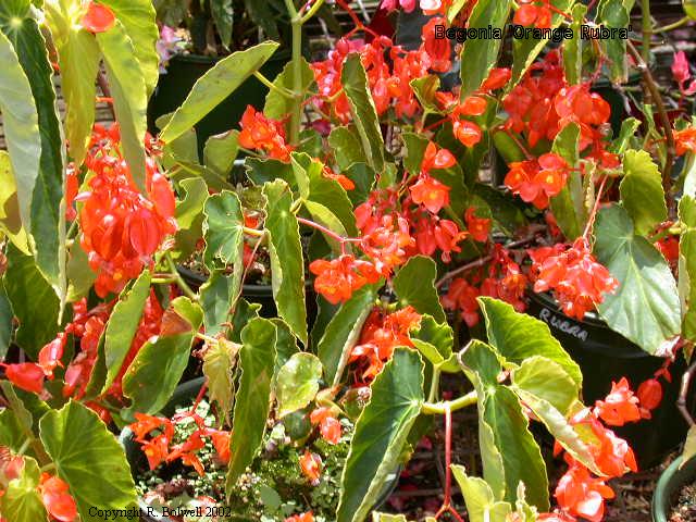 B. ‘Orange Rubra’